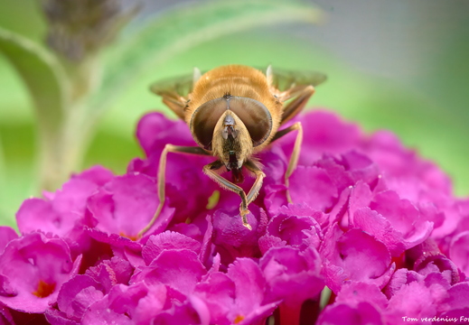 Insecten