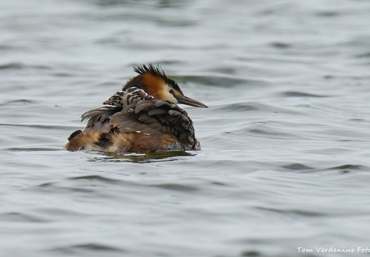 Vogels